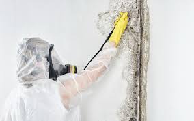 Asbestos and Lead Testing During Mold Inspection in Woodcrest, CA